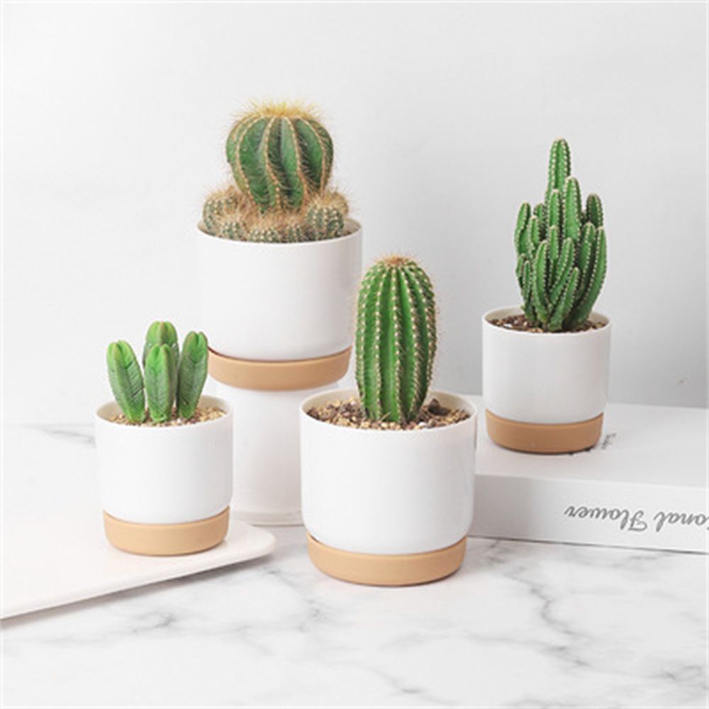 Round Cactus Succulent Plants  - Cactus Mix Pot avis et prix