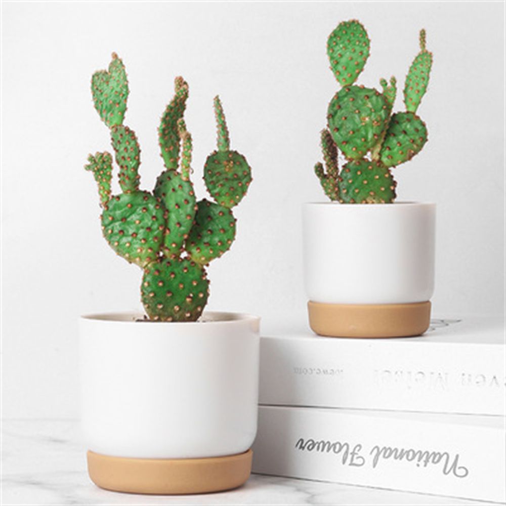 Round Cactus Succulent Plants  - Cactus Mix Pot avis et prix
