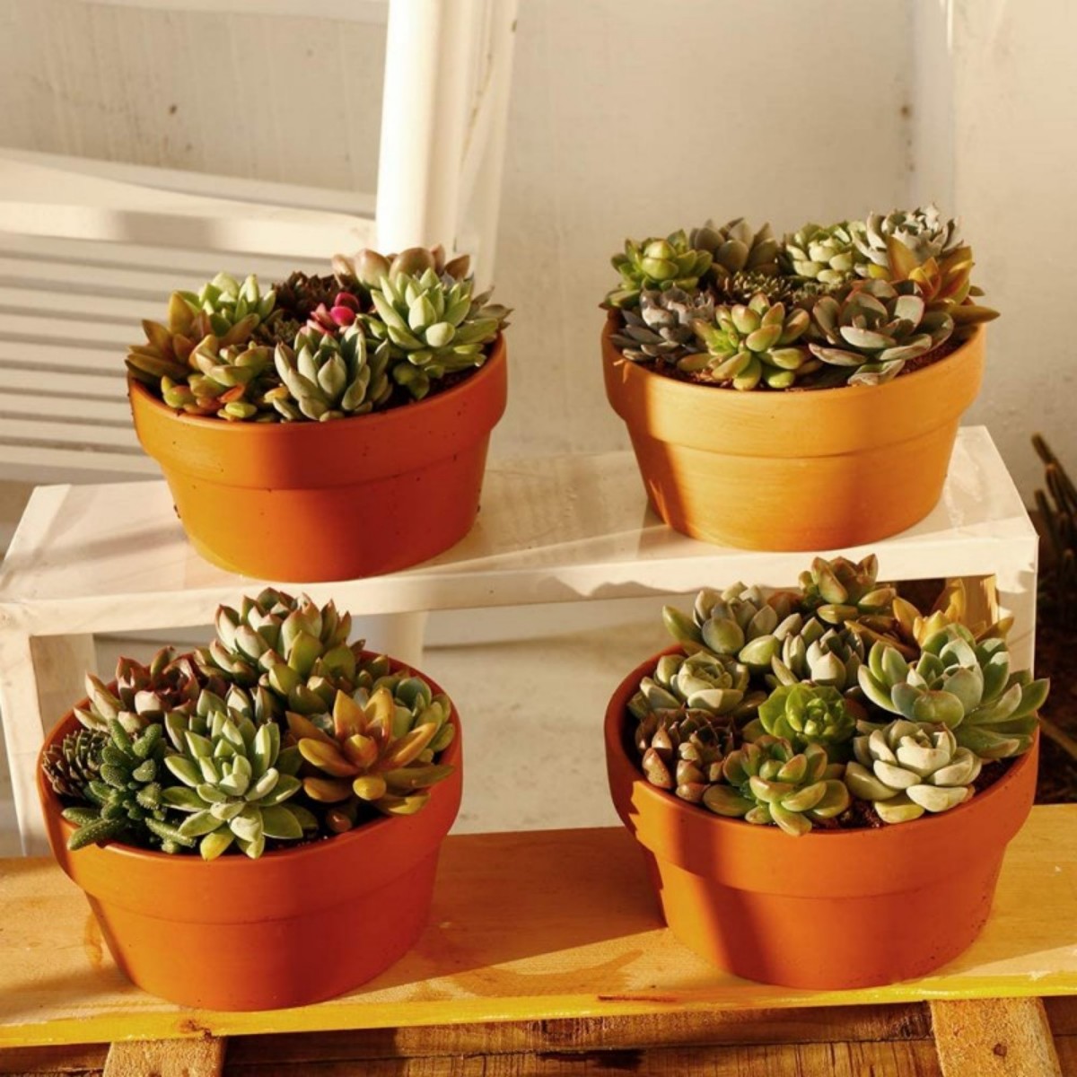 6 PCS Terracotta Buld Pots 3.5 - Cactus Mix Pot avis et prix
