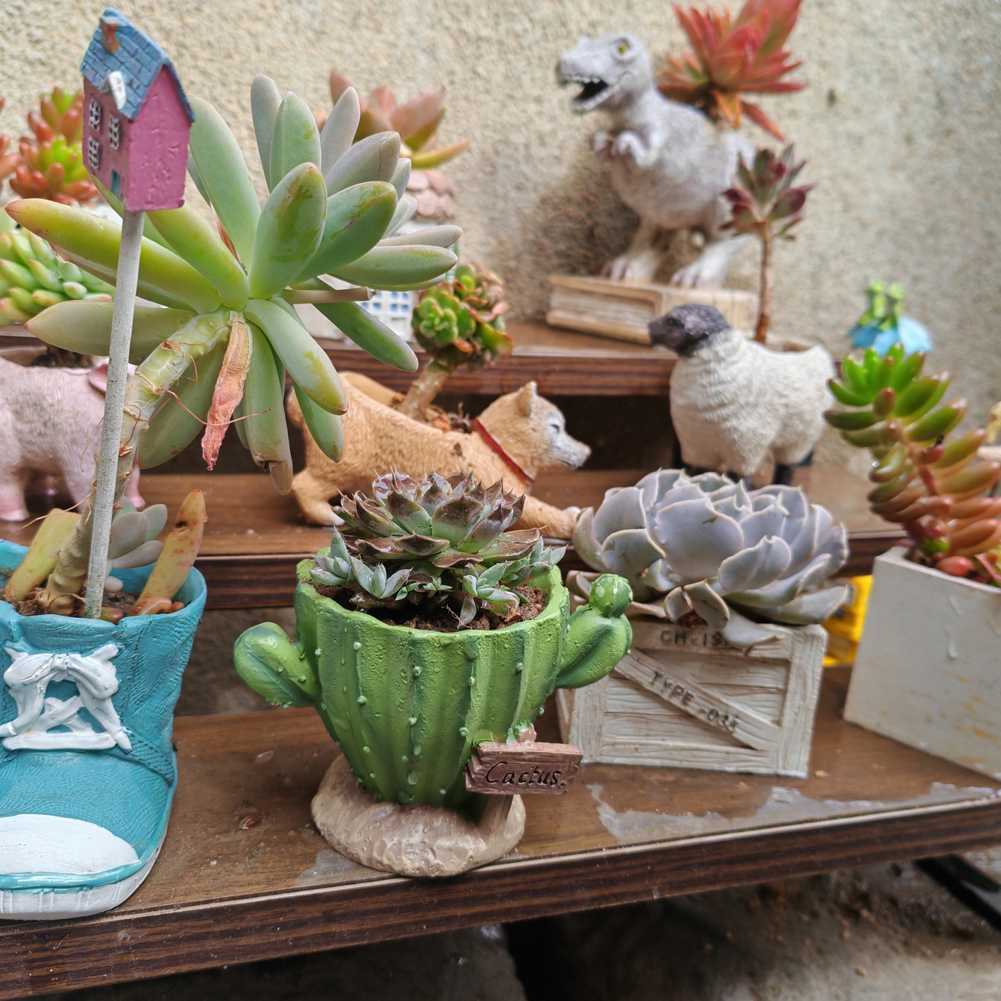 Cactus Flower Planter Pot Cute - Cactus Mix Pot avis et prix