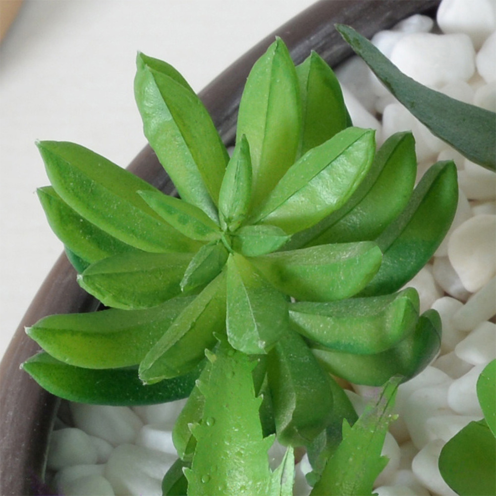 Plastic Based For Mini Bonsai  - Succulent Arrangement Mini avis et prix