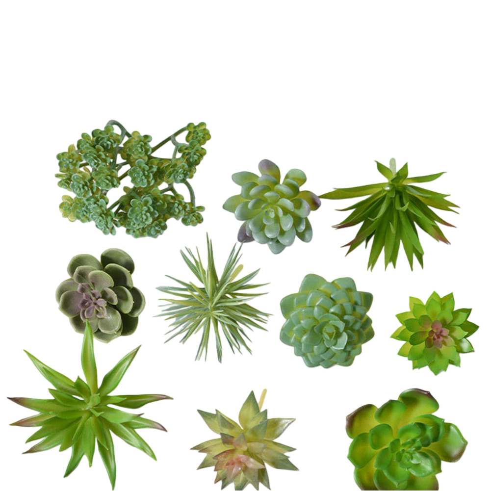 Plastic Based For Mini Bonsai  - Succulent Arrangement Mini avis et prix