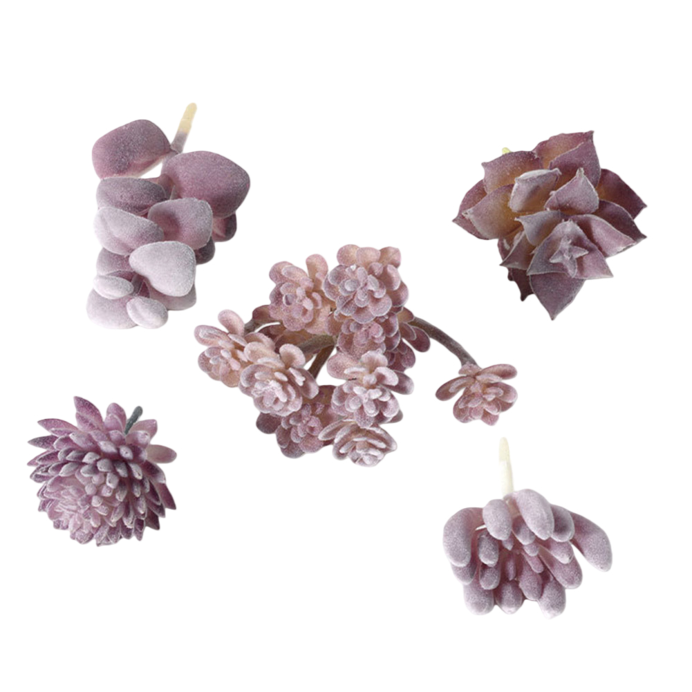 Plastic Based For Mini Bonsai  - Succulent Arrangement Mini avis et prix