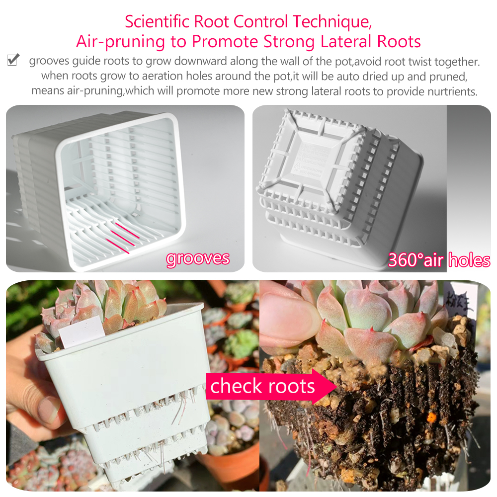 Meshpot Succulent Pot Set Cact - Cactus Mix Pot avis et prix