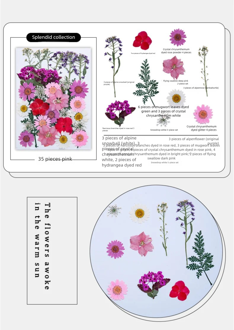 Mixed Dried Flowers, Pressed F - Plant Parent Free avis et prix