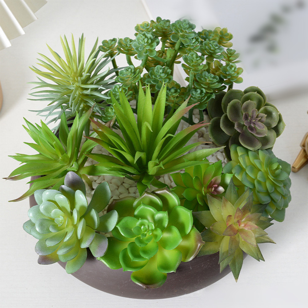 Low Upkeep For Mini Bonsai Suc - Succulent Arrangement Mini avis et prix