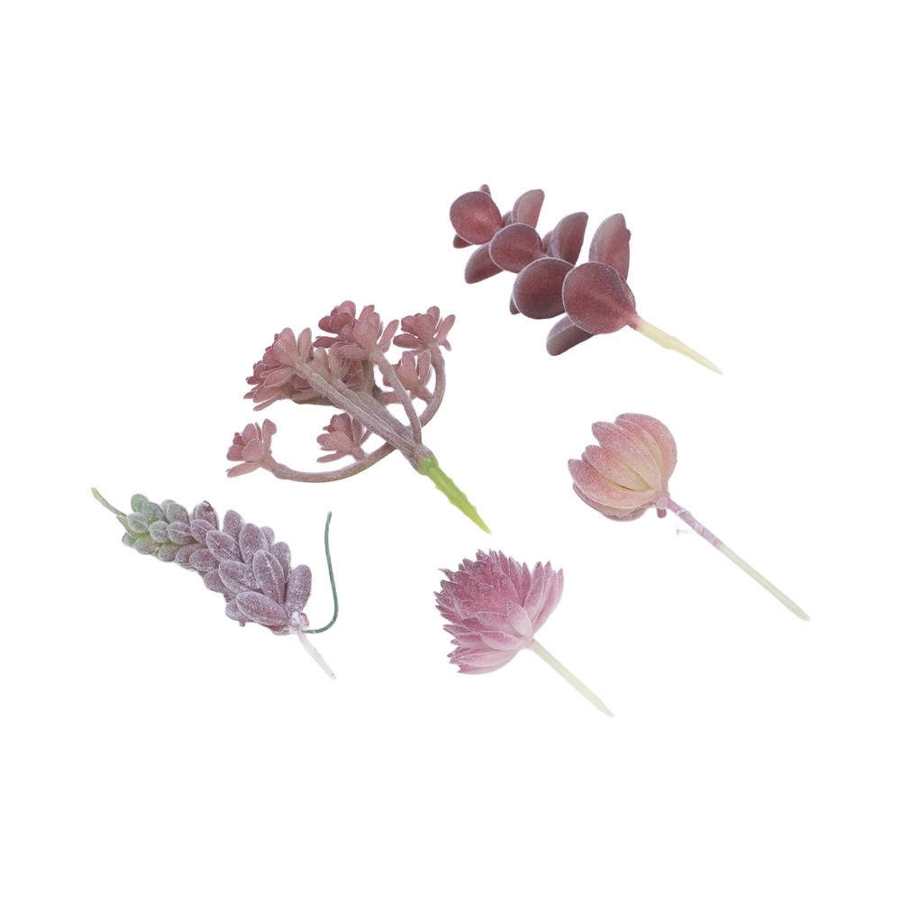 Low Upkeep For Mini Bonsai Suc - Succulent Arrangement Mini avis et prix