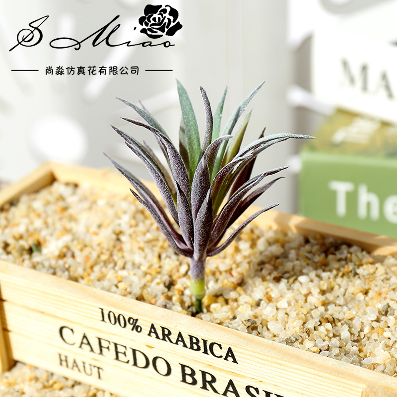 7.5x10cm Mini Ling Jiao Cao Ar - Succulent Arrangement Mini avis et prix