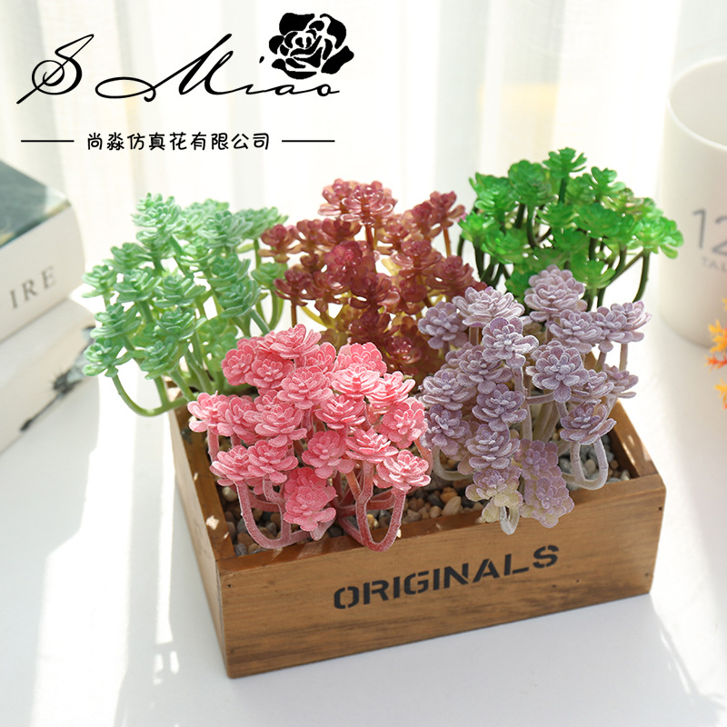 Wusmart Large Xian Ren Ke Arti - Succulent Arrangement Mini avis et prix