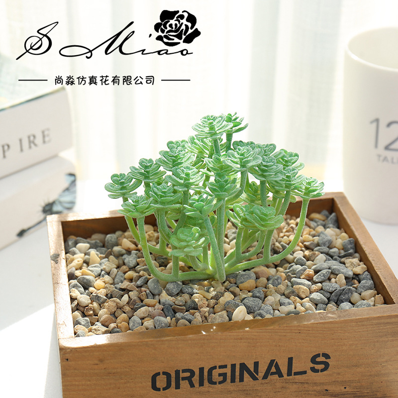 Wusmart Large Xian Ren Ke Arti - Succulent Arrangement Mini avis et prix