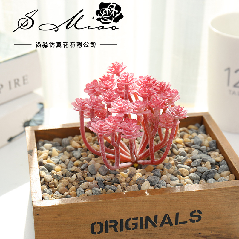 Wusmart Large Xian Ren Ke Arti - Succulent Arrangement Mini avis et prix