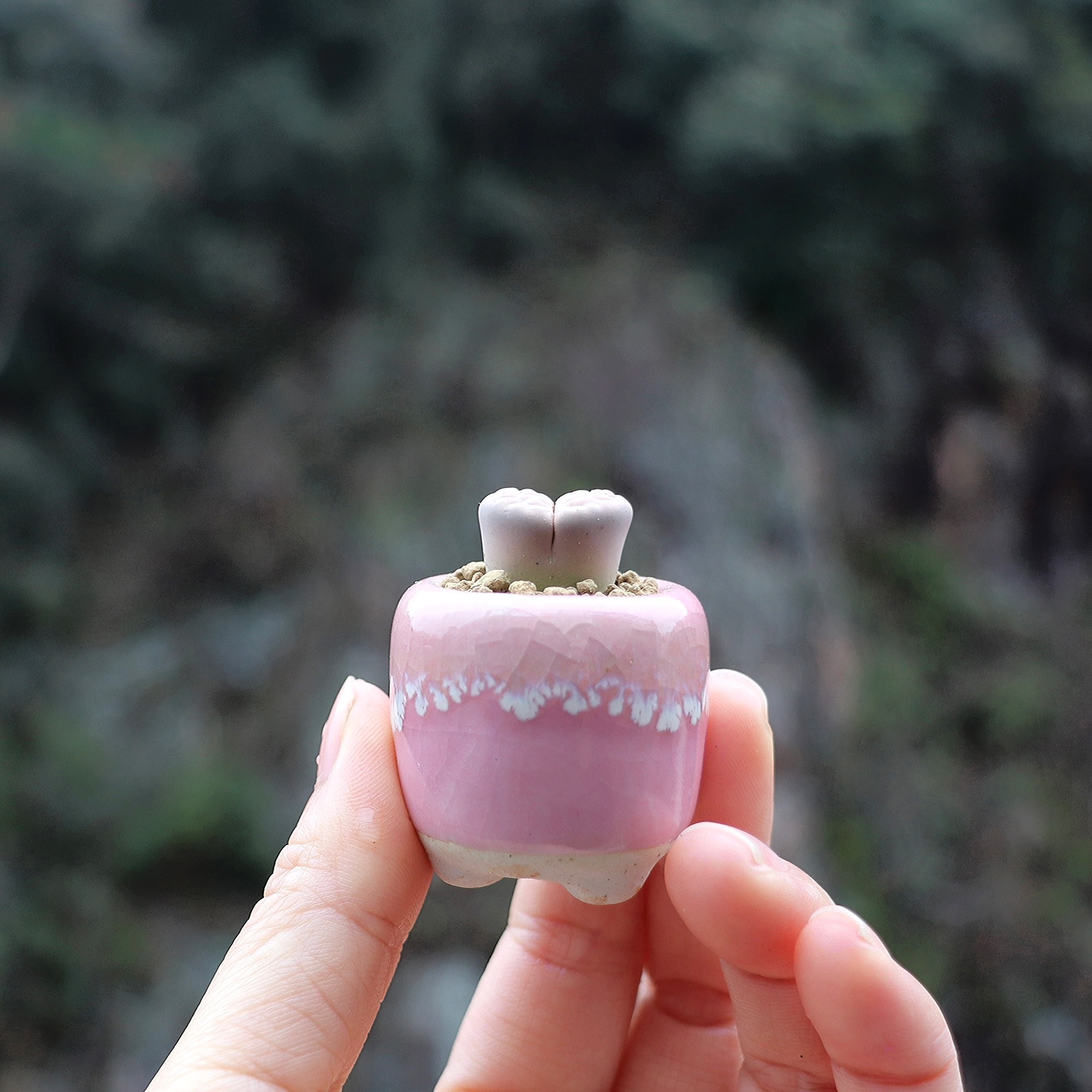 10Pcs Mini Ceramics Fowerpot M - Cactus Mix Pot avis et prix