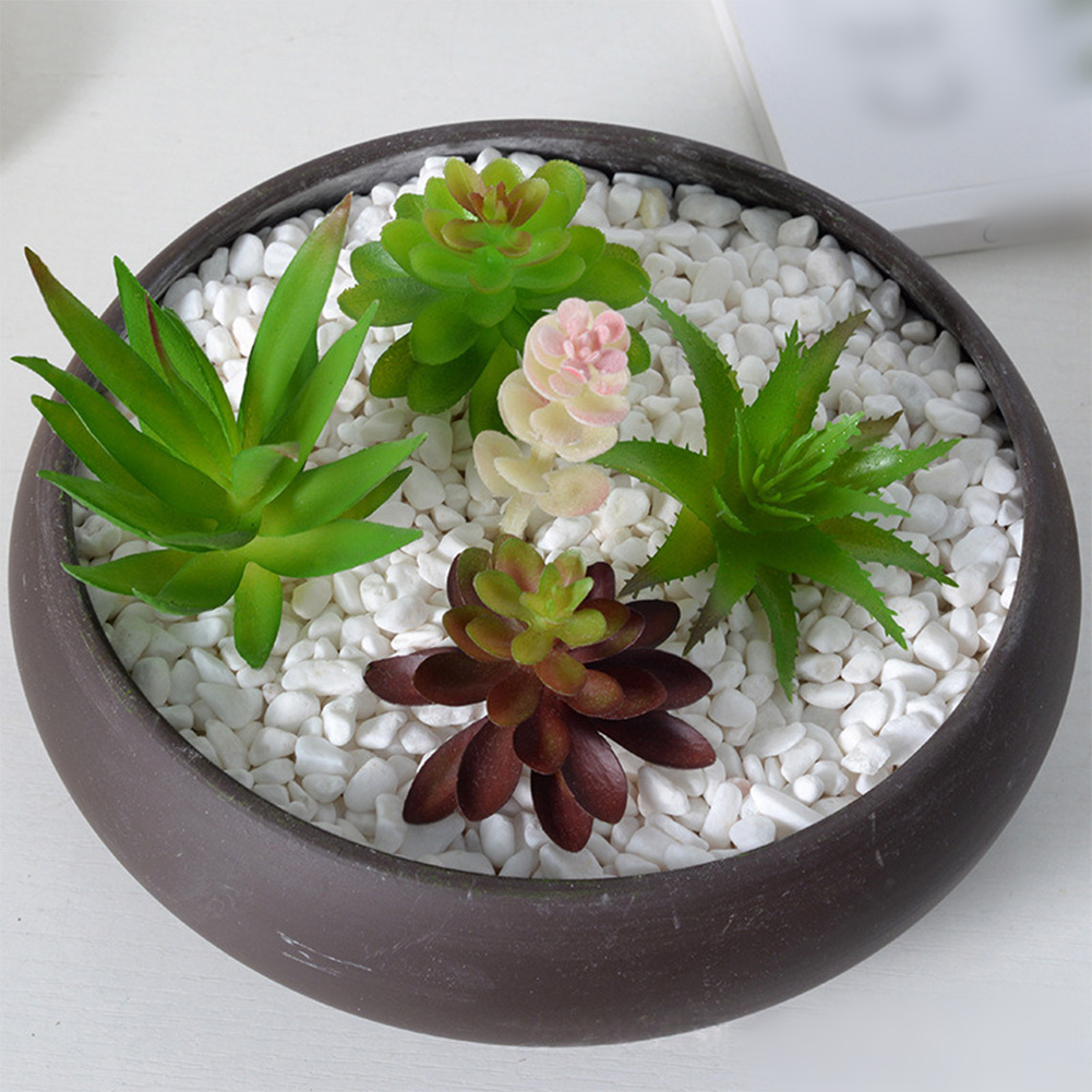 Contemporary For Mini Bonsai T - Succulent Arrangement Mini avis et prix